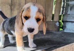 Beagle 