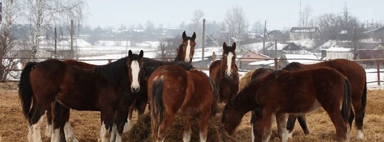 Ukraina.Konie,zwierzeta hodowlane,ogiery,klacze, rysaki 900 zl.Stajnia koni,PGR -1
