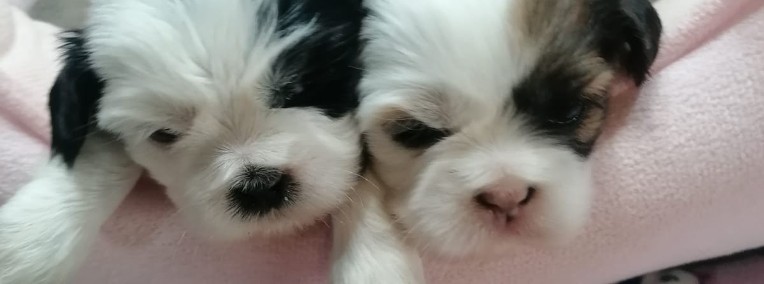 Pieski Shih Tzu z rodowodem-1