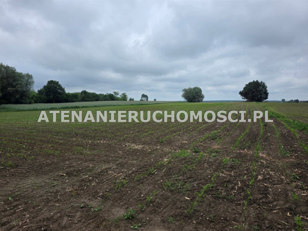 DZIAŁKI BUDOWLANE 6600 m²+26000 m² -MOŻLIWY PODZIAŁ! - Widok 2