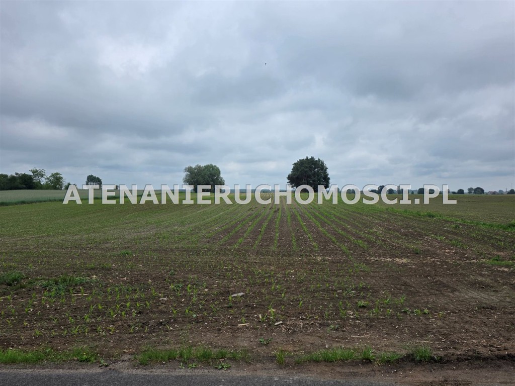 DZIAŁKI BUDOWLANE 6600 m²+26000 m² -MOŻLIWY PODZIAŁ! - Więcej