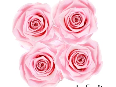 Jasnoróżowe wieczne róże średni biały flower box Infinity Rose-2