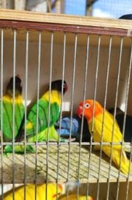Papugi nierozłączki -2