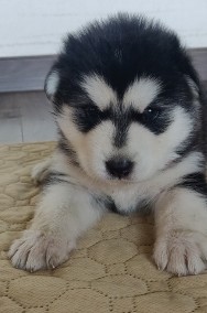 ALASKAN MALAMUTE -2