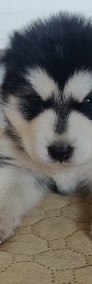 ALASKAN MALAMUTE -3