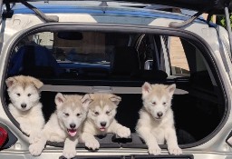 ALASKAN MALAMUTE 