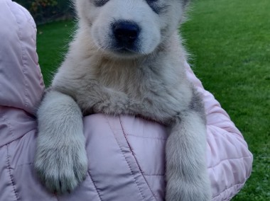 ALASKAN MALAMUTE -1