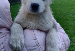 ALASKAN MALAMUTE 