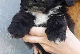 Shihpoo suczki – pudel miniatura i shih tzu tricolor.