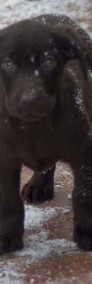 Labradory czekoladowe - pieski i suczki-4