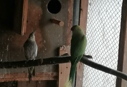 Papugi  królewskie barabandy nimfy