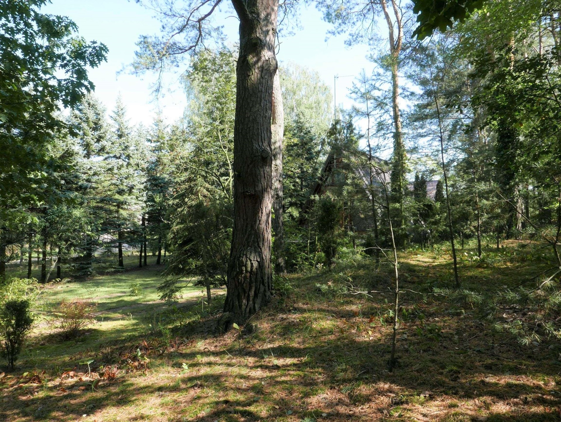Urokliwa działka pod Radzyminem - Widok 6