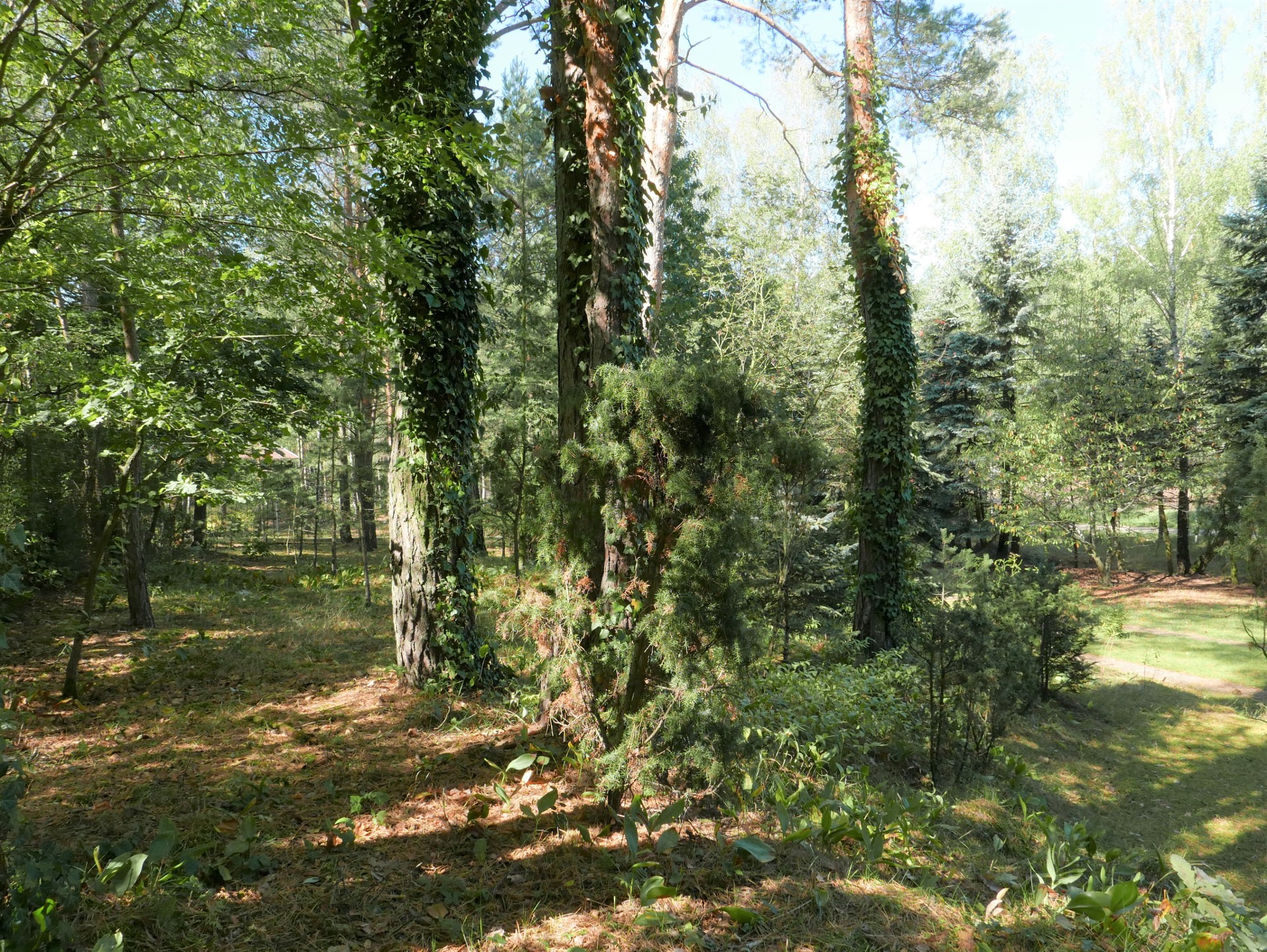 Urokliwa działka pod Radzyminem - Więcej
