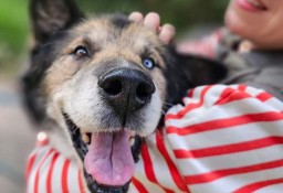 Mam Twoją uwagę? Jestem fajnym miśkiem! Mam swoje lata, ale serce wciąż młode