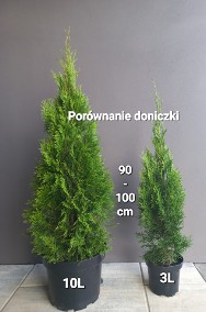 Tuja Thuja Szmaragd 90-100 cm Doniczka 10L -2