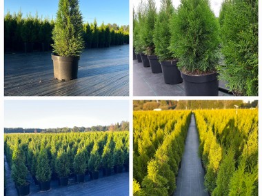 Tuja Thuja Szmaragd 90-100 cm Doniczka 10L -1