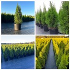 Tuja Thuja Szmaragd 90-100 cm Doniczka 10L 