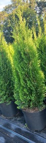 Tuja Thuja Szmaragd 90-100 cm Doniczka 10L -3