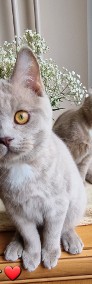 Kotki Kocięta Brytyjskie krótkowłose z rodowodem GOTOWE DO ODBIORU -3