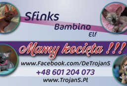 Sfinks ,Bambino * Przytulanka * Pieszczoch * W-wa * SPHYNX 