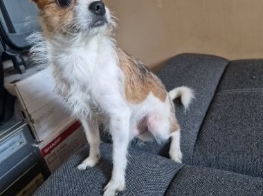 Chihuahua piesek młody krótkowłosy-1