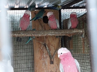 Kakadu różowe samica 23r lub para-1