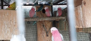 Kakadu różowe samica 23r lub para