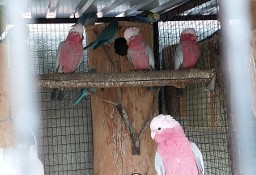 Kakadu różowe samica 23r lub para