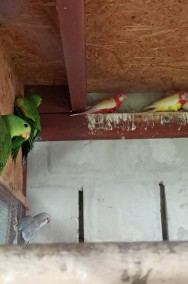 Papugi czerwonoskrzydłe krasnopiórki samce-2