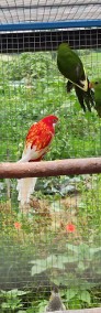 Papugi czerwonoskrzydłe krasnopiórki samce-3