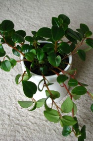 Mulenbekia – piękna zdrowa roślinka ozdobna -2