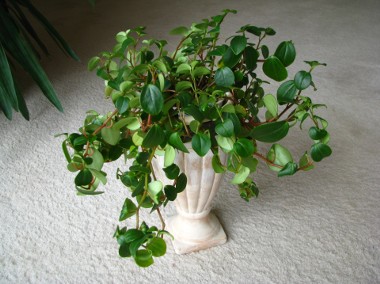Mulenbekia – piękna zdrowa roślinka ozdobna -1