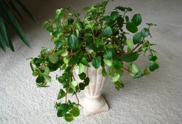 Mulenbekia – piękna zdrowa roślinka ozdobna 
