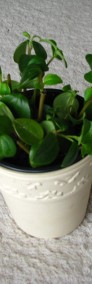Mulenbekia – piękna zdrowa roślinka ozdobna -4