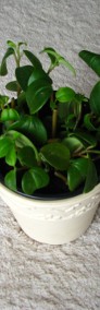 Mulenbekia – piękna zdrowa roślinka ozdobna -3