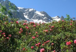 Lokal CHAMONIX MONT BLANC