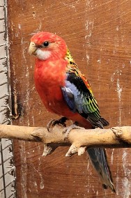 Papugi rezelle bialolice czerwone-2