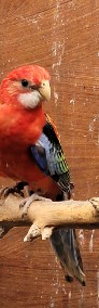 Papugi rezelle bialolice czerwone-3