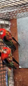 Papugi rezelle bialolice czerwone-4