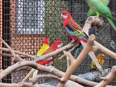 Papugi rezelle bialolice czerwone-1