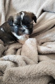 Śliczny SHIH TZU z rodowodem -2