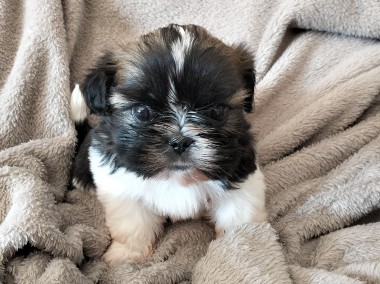 Śliczny SHIH TZU z rodowodem -1