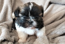 Śliczny SHIH TZU z rodowodem 