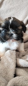 Śliczny SHIH TZU z rodowodem -4