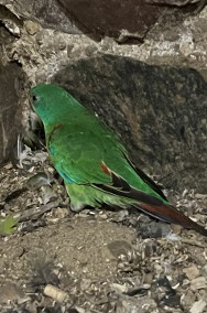Papuga ostrosterna-lathamus-3