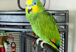 Podwójna żółtogłowa papuga amazońska