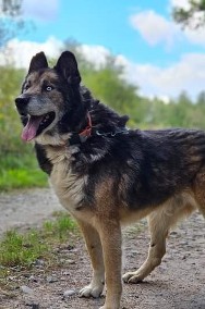 Zaopiekuj się Nanukiem na jesień jego życia - przyjazny wielkopies czeka na dom-2