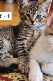 Kotki Koty - 13 maja w piątek urodziło się pięć kociątek!-2