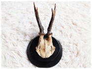 Poroże nr10 młodego jelenia z czaszką Rogi dł.13cm Trofeum