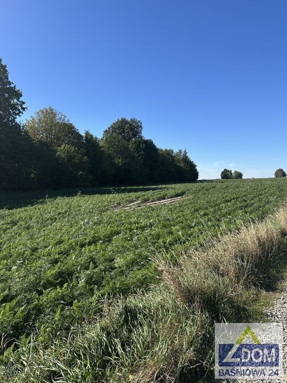 Ostatnia działka ze starodrzewem - Widok 6